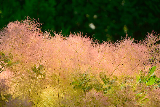 puszysty owocostan perukowca, Perukowiec podolski, Cotinus coggygria, fluffy the wig tree, Closeup of a smoketree, fluffy beige flowers smoke tree from the anacardiaceae family.
