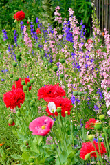 kolorowe ostróżeczki polne i czerwone maki, łąka kwietna z ostróżkami i makami, ostróżeczka polna, ostróżka polna (Consolida regalis, Delphinium consolida), mak polny (Papaver) delphiniums and poppies © kateej
