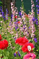 kolorowe ostróżeczki polne i czerwone maki, łąka kwietna z ostróżkami i makami, ostróżeczka polna, ostróżka polna (Consolida regalis, Delphinium consolida), mak polny (Papaver) delphiniums and poppies © kateej