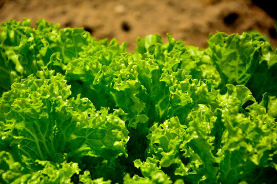 zielona sałata karbowana rosnąca na warzywnej grządce w ogrodzie, zielona sałata, green curly lettuce growing in a vegetable patch in the garden, green lettuce, Sałata siewna, Lactuca sativa