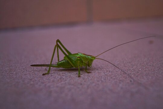 praying mantis close-up