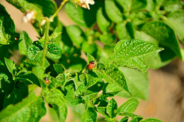 larwa stonki ziemniaczanej zjadająca liście ziemniaka, stonka na ziemniakach, stonka ziemniaczana (Leptinotarsa decemlineata), Colorado potato beetle larva eating potato leaves, Colorado potato beetle © kateej