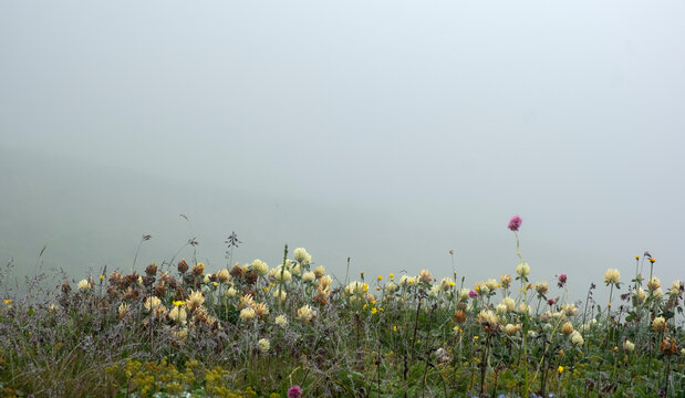 Blooming wild clover and colorful wildflowers on an alpine meadow hill vanishing into dense morning fog