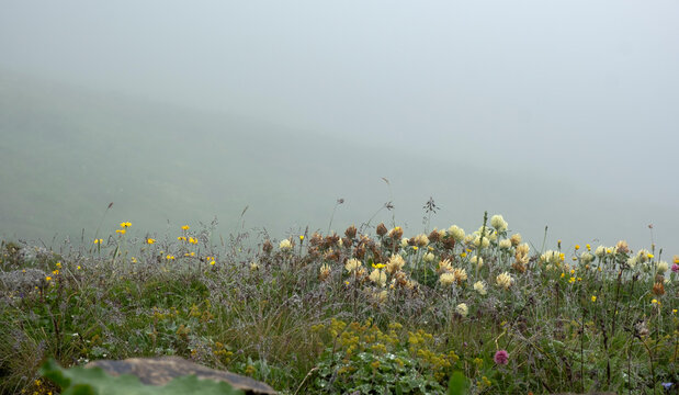Blooming wild clover and colorful wildflowers on an alpine meadow hill vanishing into dense morning fog
