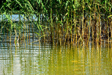 trzciny odbijające się w wodzie, trzciny rosnące w wodzie przy brzegu, trzcina pospolita, Phragmites australis, reeds reflected in the water's surface, Green reeds reflecting in water  © kateej