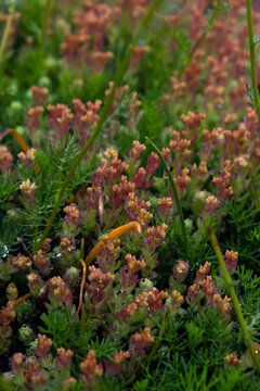 wild alpine sedum stonecrop succulents covered in fresh morning dew drops