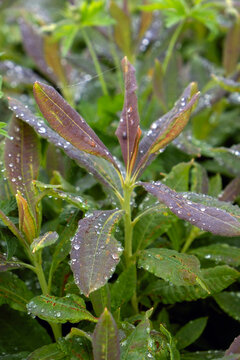 Morning dew drops on dark purple willowherb leaves in a lush garden