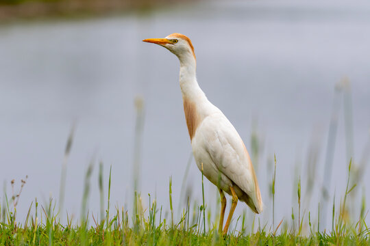 Cattle Egret standing tall displaying its breeding plumage and its neck outstretched, Middle Creek Wildlife Area, Stevens, Pennsylvania