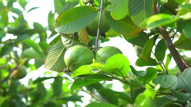 Bunch of Fresh Green Guavas Hanging on Tree Branch in Organic Farm Orchard. Agricultural Farming Concept: Raw Ripe Guava Fruits Growing in Sunlit Garden. 