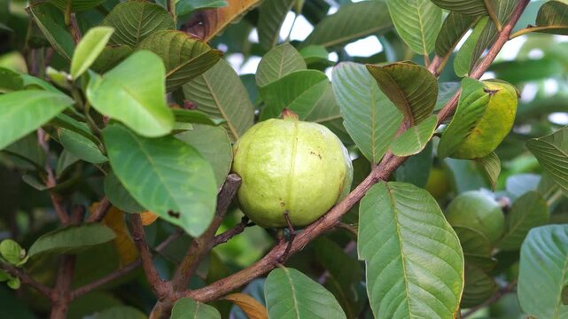 Fresh Green Guava Fruit Growing on Tree Branch in Organic Garden. Fresh Farm Produce: Green Ripe Guava Hanging on Tree Branch in Agricultural Field.  Indian Fruit on Tree in Sunny Orchard.