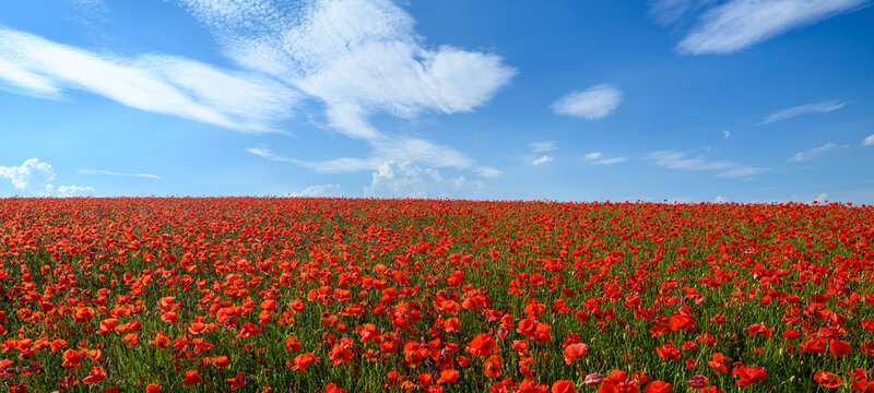 Beautiful summer day over red poppy field