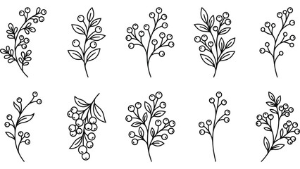 Hand drawn botanical berry branches. Floral line art elements for autumn design projects. © @ahmedmaynul