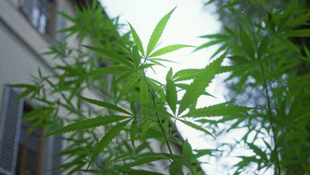 Marijuana plant with serrated leaves reaching toward the sky beside a building window, slender stems and layered foliage; serene growth.