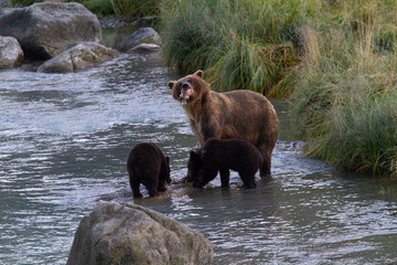Mother Sow and two grizzly bear cubs share fish on rock in August currents of Chilkoot River in Haines, Alaska, USA © F&J McGinn