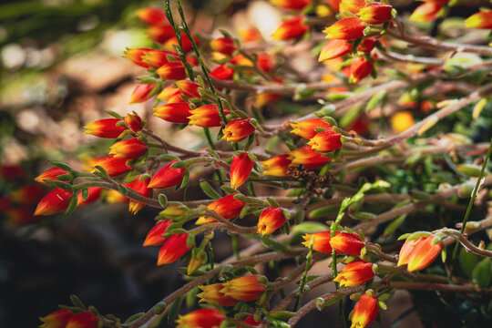Orange and Yellow Succulent Flower Buds in Natural Sunlight