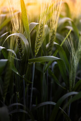 Obraz premium Plantação de trigo verde sob a luz do pôr do sol dourado.
