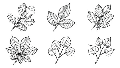Vintage botanical leaf illustrations, hand drawn tree branches with foliage, set of 6 black and white line art vectors for autumn wedding invitations © Muhammad Sajjad
