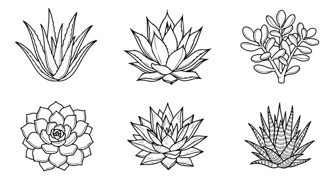 Minimalist succulent line art collection, set of 6 botanical vector icons. Hand drawn aloe vera and agave plant illustrations for coloring and logo design.