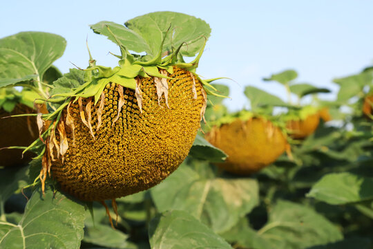 Close-up of a drooping, ripe sunflower seed head in a late-summer field, highlighting textured seeds, drying petals and green leaves; an agricultural crop nearing harvest and attracting wildlife.