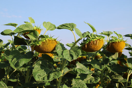 Drooping sunflower heads heavy with seeds tilt downward among large green leaves in a sunlit late-summer field, conveying harvest, nature, rural agriculture and  mood beneath a bright blue sky.