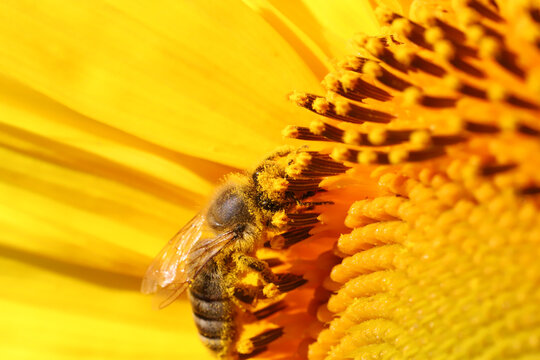 A close-up macro of a honeybee coated in golden pollen feeding on the center of a vibrant sunflower, capturing pollination, summer garden activity, texture and natural detail.