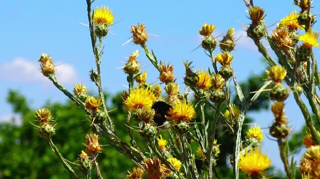 Yellow starthistle (Centaurea solstitialis L.), also known as St. Barnaby's thistle or yellow star thistle.