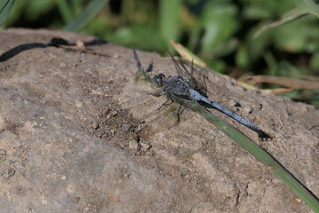 Macro shot of a vibrant blue dragonfly resting on a textured rock © Ido