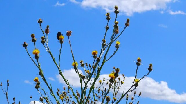 Golden starthistle (Centaurea solstitialis L.), also known as yellow starthistle or St. Barnaby's thistle.