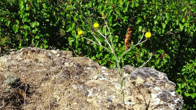 Lichens, including members of the family Roccellaceae and the species Toninia sedifolia, growing on rocks.