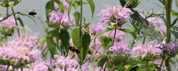 Bumble Bee Hovering Near Wild Bergamot Flowers in Summer Meadow © Christine Donnelly