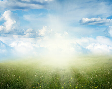 Spring grass and sky background