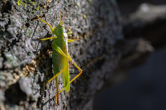 Green katydid insect camouflaging on textured tree bark