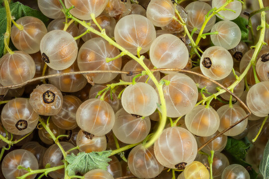 White currants ripening on stems close-up