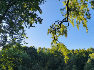 Fototapeta premium View of tall forest tree with long large green branch with sunlit in deep blue sky. Peaceful woodland canopy in the summer bright landscape. Travel relax concept