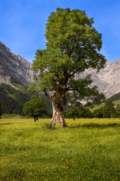 Gro&szlig;er Ahornboden im Naturpark Karwendel im Risstal ,Hinterriss, Tirol,&Ouml;sterreich