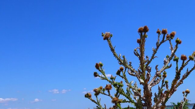 Thistle or cotton thistle (Onopordum sp.). The left side of the image shows a green, unopened flower bud covered with sharp spines.