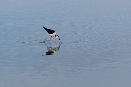 Black-Winged Stilt (Himantopus himantopus) in the Ornithological Park of Pont de Gau, Camargue National Park. Rhone River Delta in Provence. France. Europe.