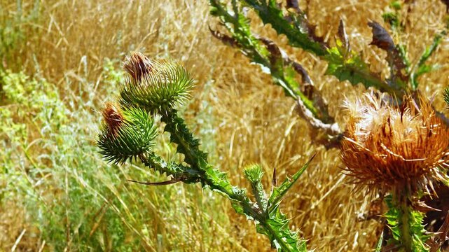 Thistle or cotton thistle (Onopordum sp.). The left side of the image shows a green, unopened flower bud covered with sharp spines.