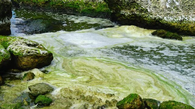 Foam associated with algal bloom covering a rocky seashore with large coastal boulders densely overgrown by bright green marine algae.