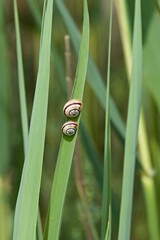 Cepaea snails on grass in the Pont de Gau ornithological park, Camargue National Park. Rhône River Delta in Provence. France. Europe. © Rostislav