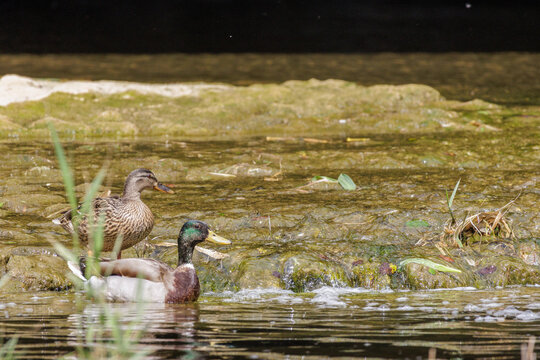 Mallard duck pair in freshwater stream represents partnership and harmony