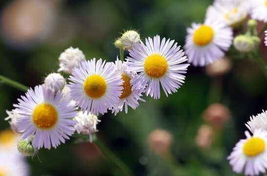 White Fleabane Wildflowers Blooming with Soft Green Background