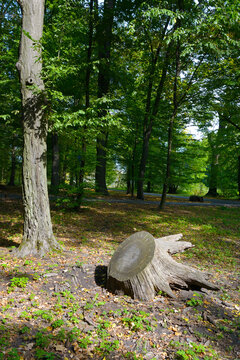 Cut Tree Log Stump on Ground in Summer Forest with Vibrant Foliage. Nature Background for Ecology and Forestry Themes.
