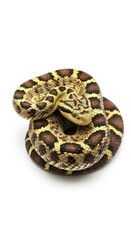 Fototapeta premium Dangerous venomous viper snake coiled in striking position on a stark white background, emphasizing the intricate details of its patterned scales, texture, snake, clean