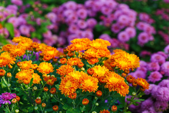 Bright orange pompon chrysanthemum flowers in full bloom creating vibrant floral background. Closeup of colorful autumn blossoms growing in a garden, seasonal fall decorative plant breeding