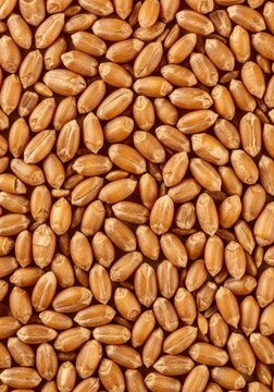 Natural, unprocessed whole wheat kernels spread out as a healthy background texture, ready for milling or baking bread, whole, staple, natural