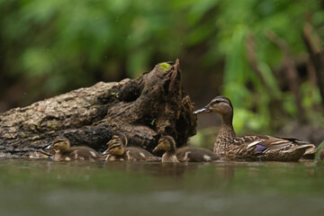 kaczka krzyżówka (Anas platyrhynchos), duck © Bartosz Rakoczy
