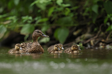 kaczka krzyżówka (Anas platyrhynchos), duck © Bartosz Rakoczy