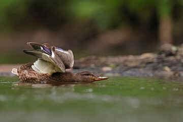 kaczka krzyżówka (Anas platyrhynchos), duck © Bartosz Rakoczy