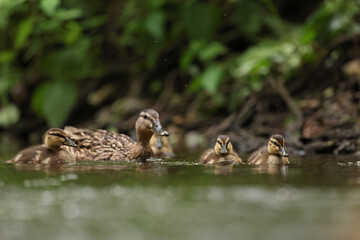 kaczka krzyżówka (Anas platyrhynchos), duck © Bartosz Rakoczy